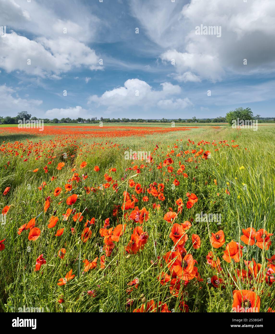 Wunderschöne ukrainische Landschaft Frühlingslandschaft mit Weizenfeld und roten Mohnblumen, Ukraine, sonniger Tag, blauer Himmel mit Wolken. Stockfoto
