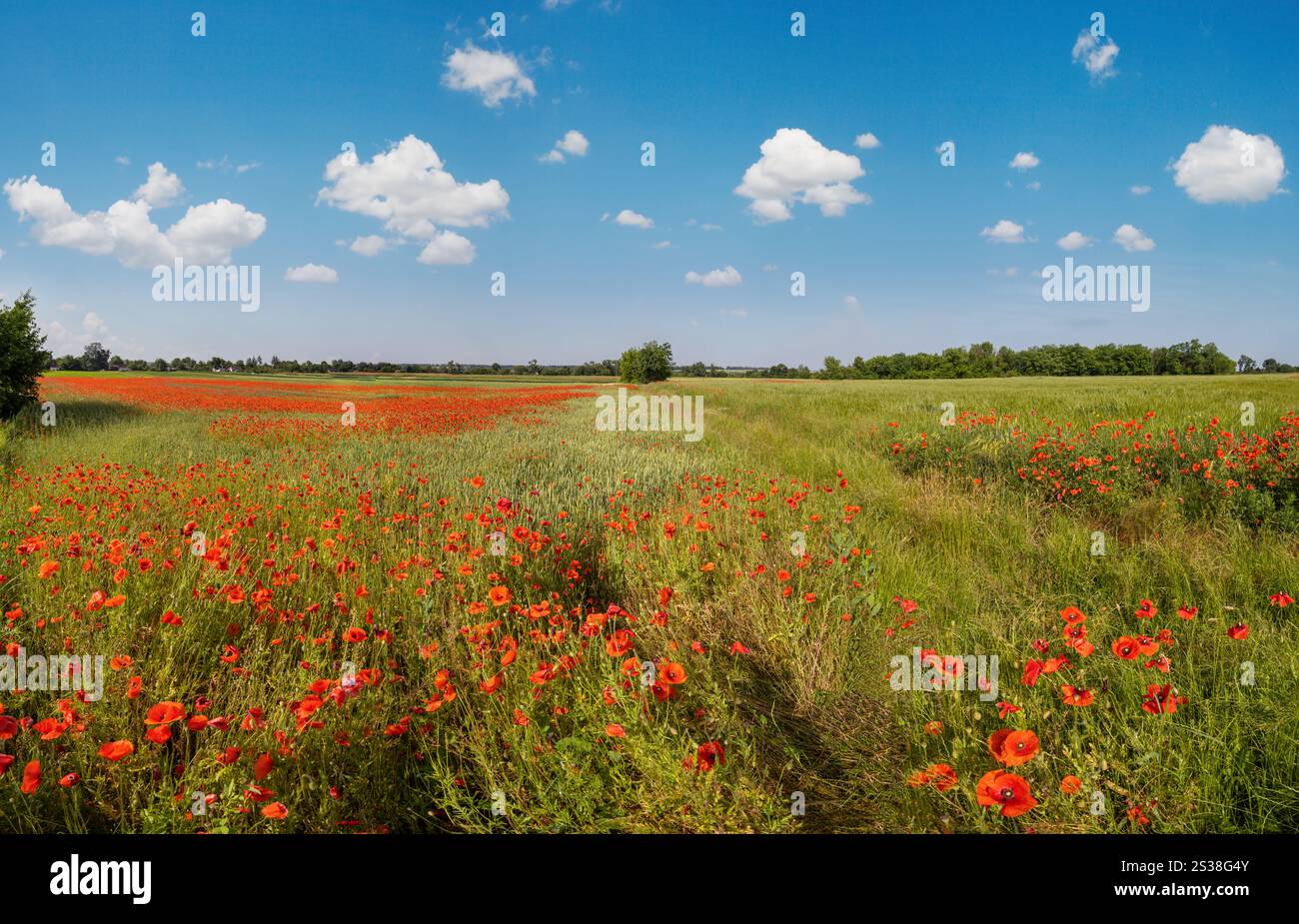 Wunderschöne ukrainische Landschaft Frühlingslandschaft mit Weizenfeld und roten Mohnblumen, Ukraine, sonniger Tag, blauer Himmel mit Wolken. Stockfoto