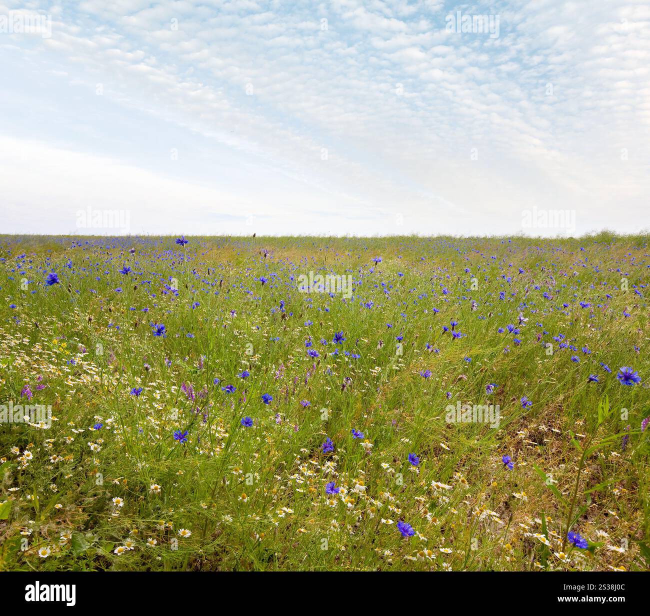 Schöne Sommerwiese mit White Daisy und blaue Flockenblume Blumen. Stockfoto