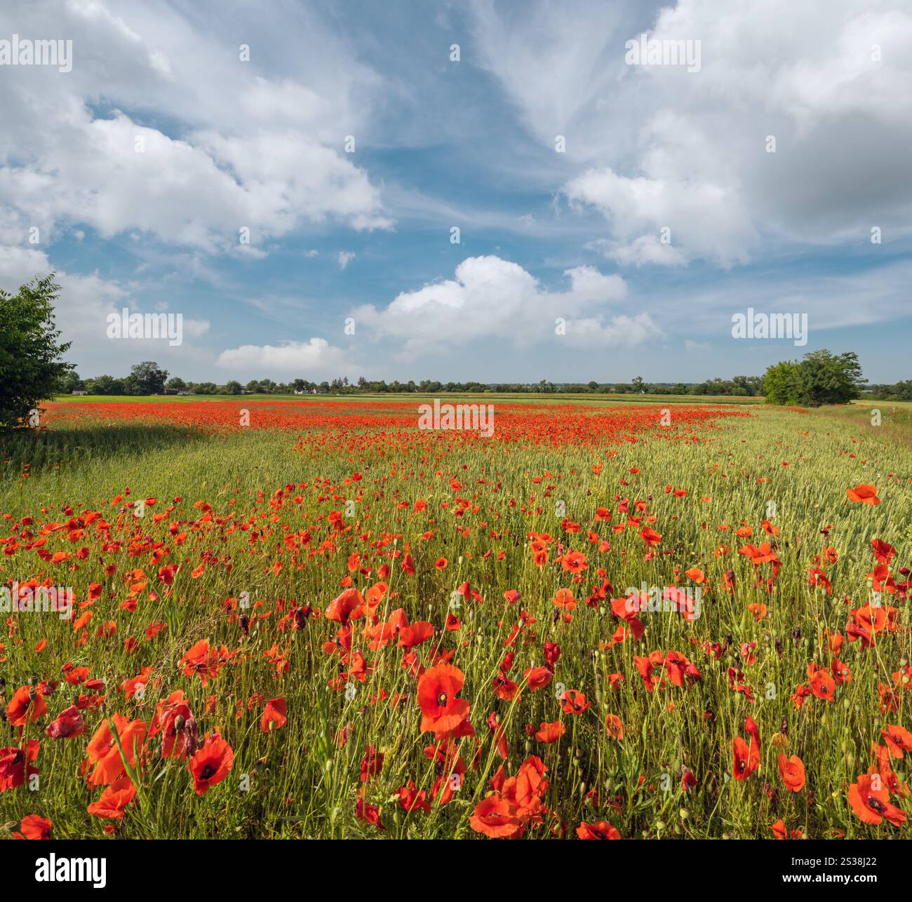 Wunderschöne ukrainische Landschaft Frühlingslandschaft mit Weizenfeld und roten Mohnblumen, Ukraine, sonniger Tag, blauer Himmel mit Wolken. Stockfoto