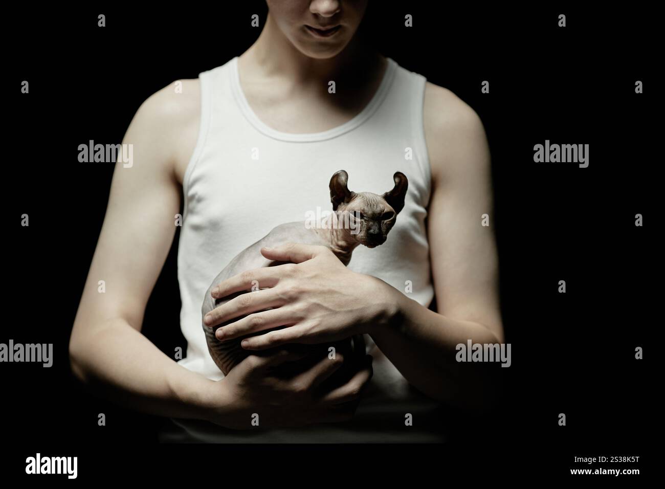 Grumpige sphynx-Katze mit seltenen, nach hinten gerollten Ohren, die in den Händen des Mannes sitzen und im Kontrastlicht im Studio vor schwarzem Hintergrund blinzeln, Kopierraum Stockfoto