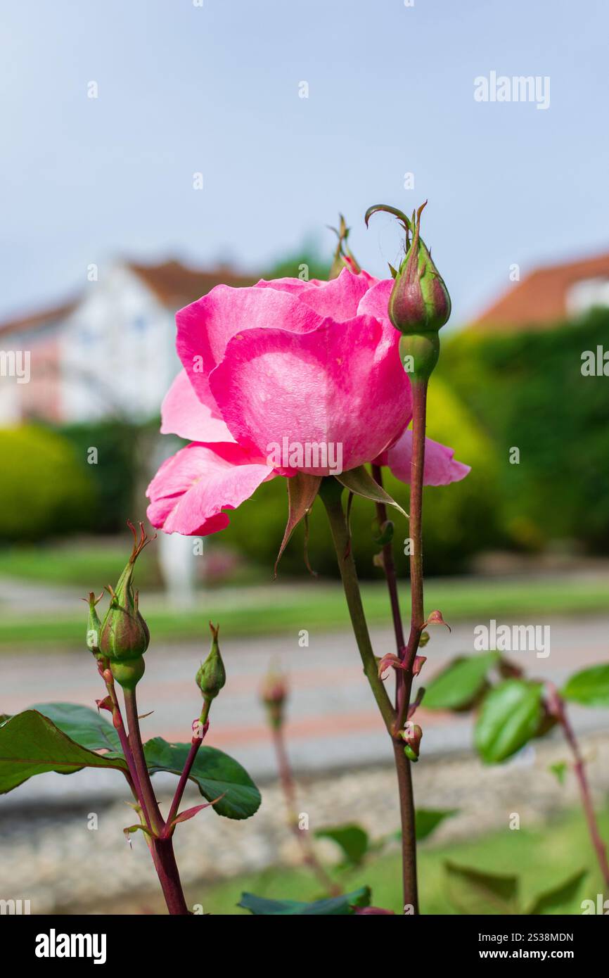 Rosafarbene Rosenblüte mit Knospen an einem Stiel im Garten auf einem verschwommenen Hintergrund. Rosafarbene Rosenblüte mit Knospen an einem Stiel im Garten auf einem verschwommenen Stockfoto