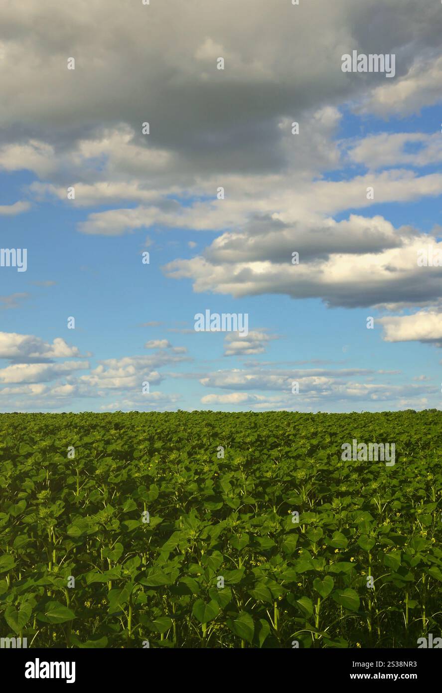 Eine ländliche Landschaft mit einem grünen Bereich der späten Sonnenblumen unter einem bewölkten Himmel Stockfoto