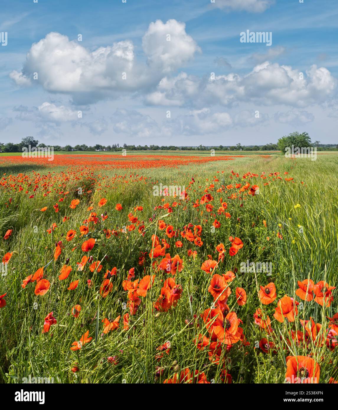 Wunderschöne ukrainische Landschaft Frühlingslandschaft mit Weizenfeld und roten Mohnblumen, Ukraine, sonniger Tag, blauer Himmel mit Wolken. Stockfoto