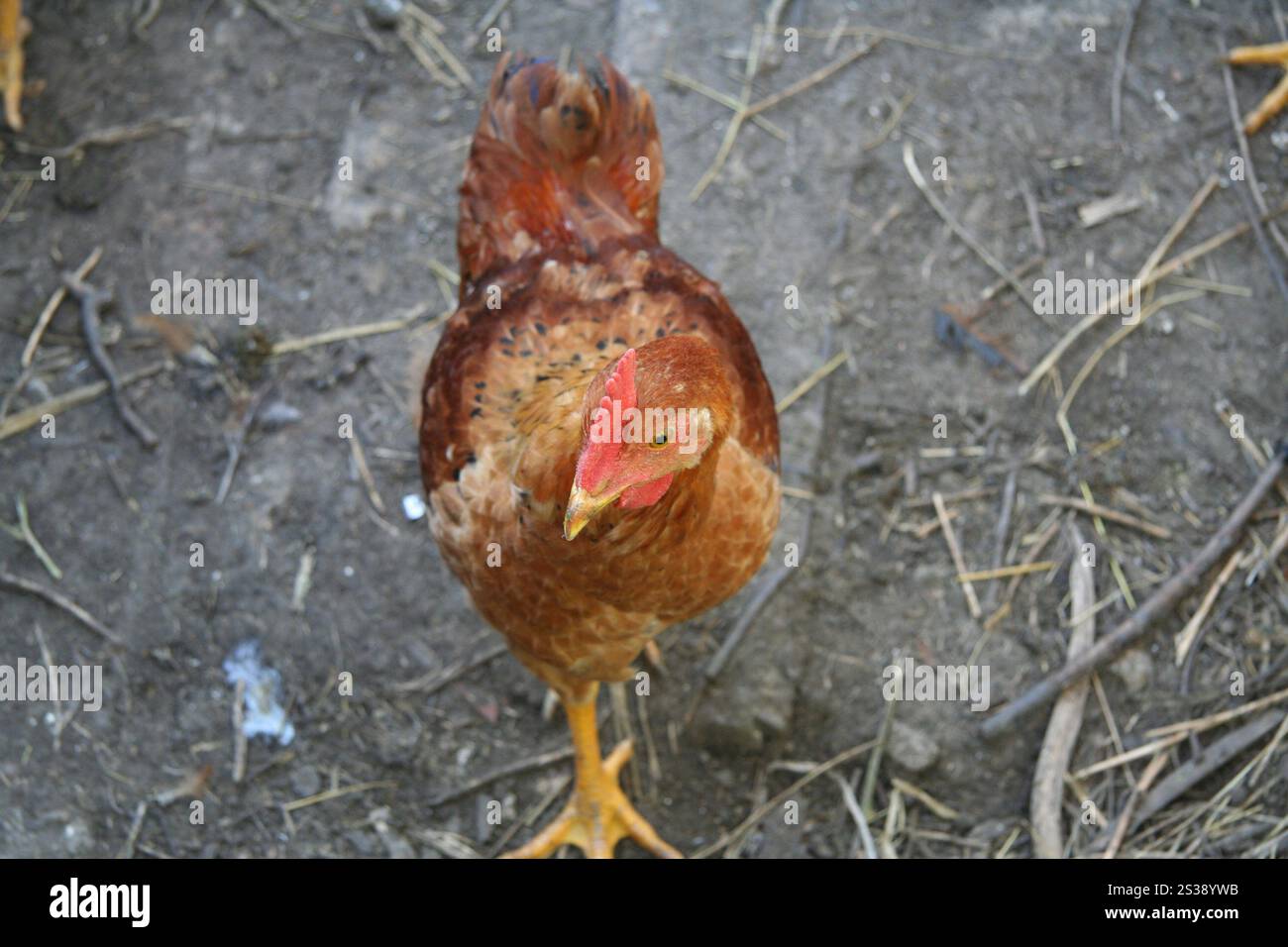 Braunes Huhn blickt neugierig auf, während es auf einem unbefestigten Boden mit Stroh steht. Neugieriges braunes Huhn auf dem Bauernhof Stockfoto