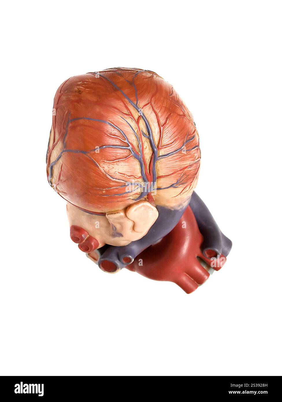 Künstliches Herz isoliert auf weißem Hintergrund. Künstliches Herz Stockfoto