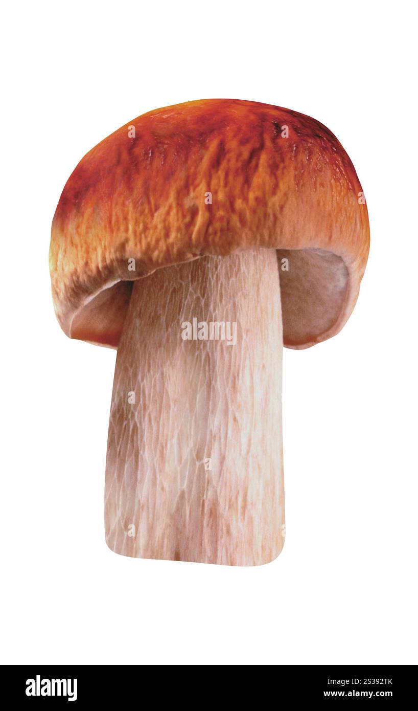 Pilz isoliert auf weiss Stockfoto