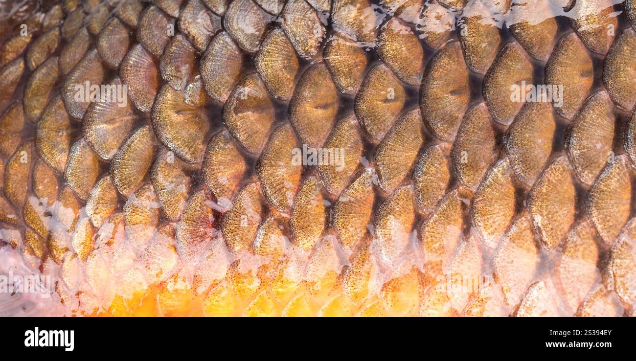 Hintergrund von Riesenfischen aus nächster Nähe. Hintergrund der Riesenfische Stockfoto