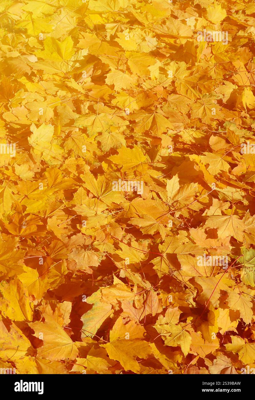 Bunter Hintergrund Bild des gefallenen Herbst Blätter perfekt für den saisonalen Einsatz Stockfoto