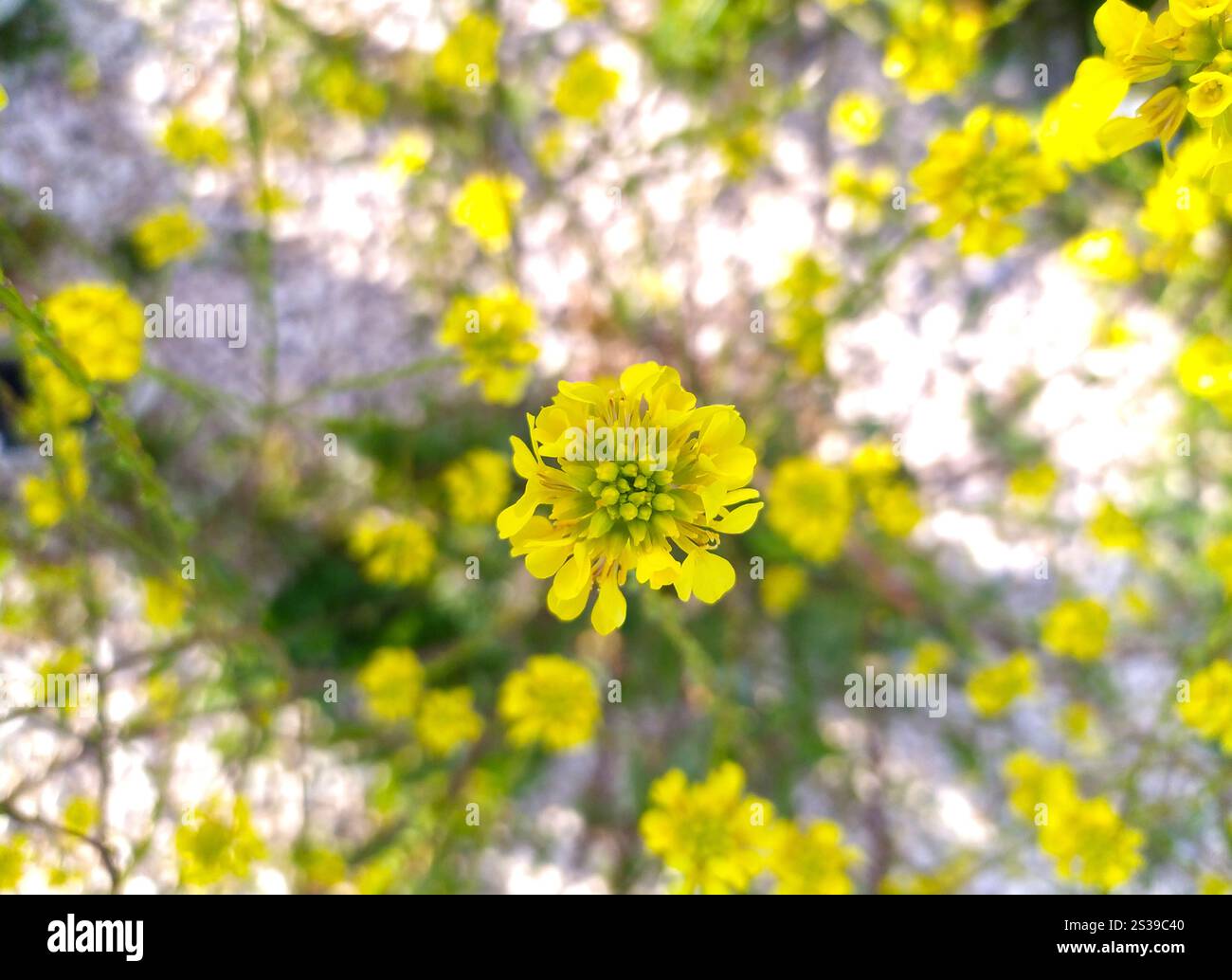 Die Nahaufnahme zeigt eine leuchtend gelbe Blume, die sich auf einem weiten Feld abhebt. Die komplizierten Details der Blütenblätter und des umliegenden Grüns sind Stockfoto