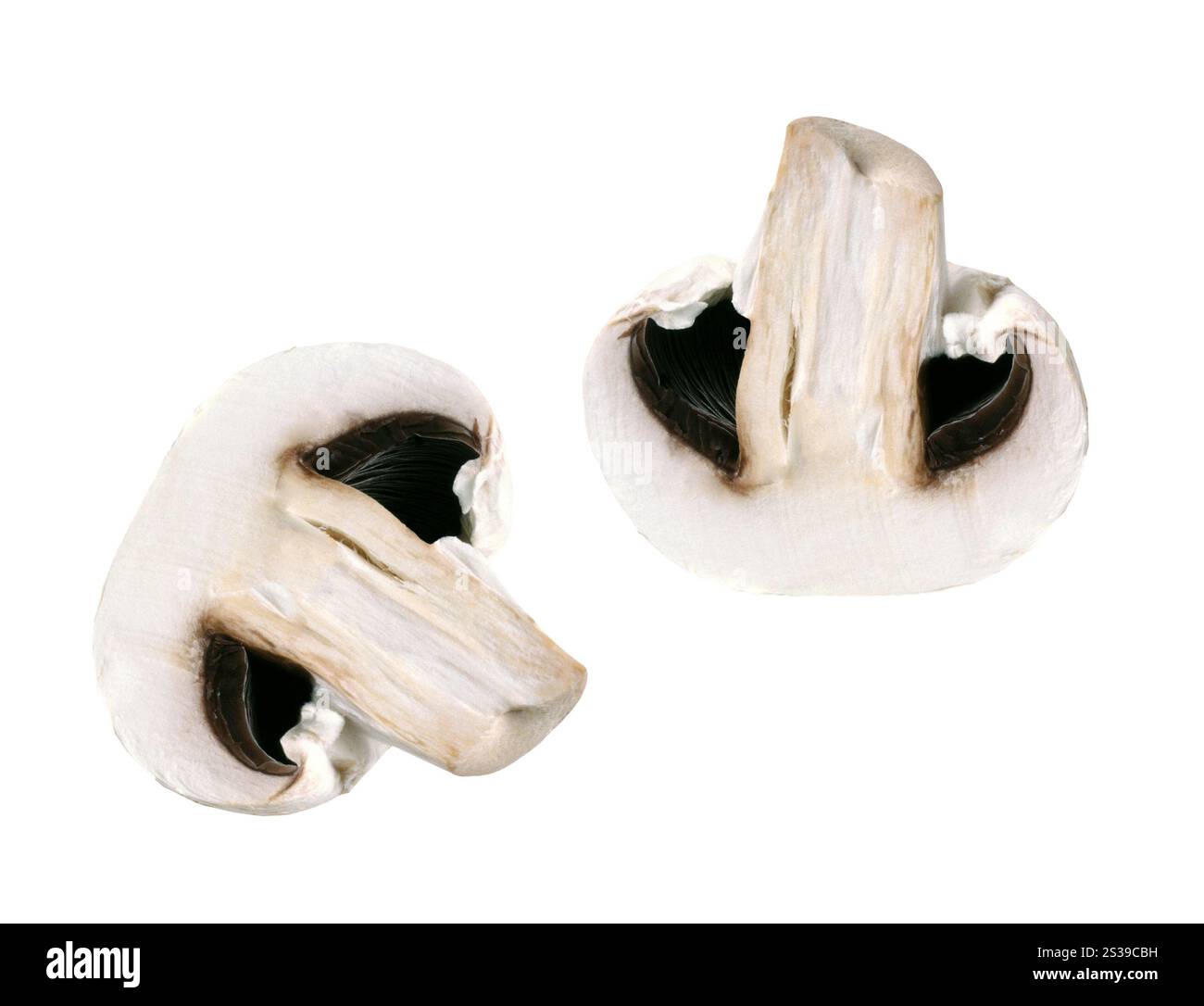 Pilz isoliert auf weißem Hintergrund. Pilz Stockfoto