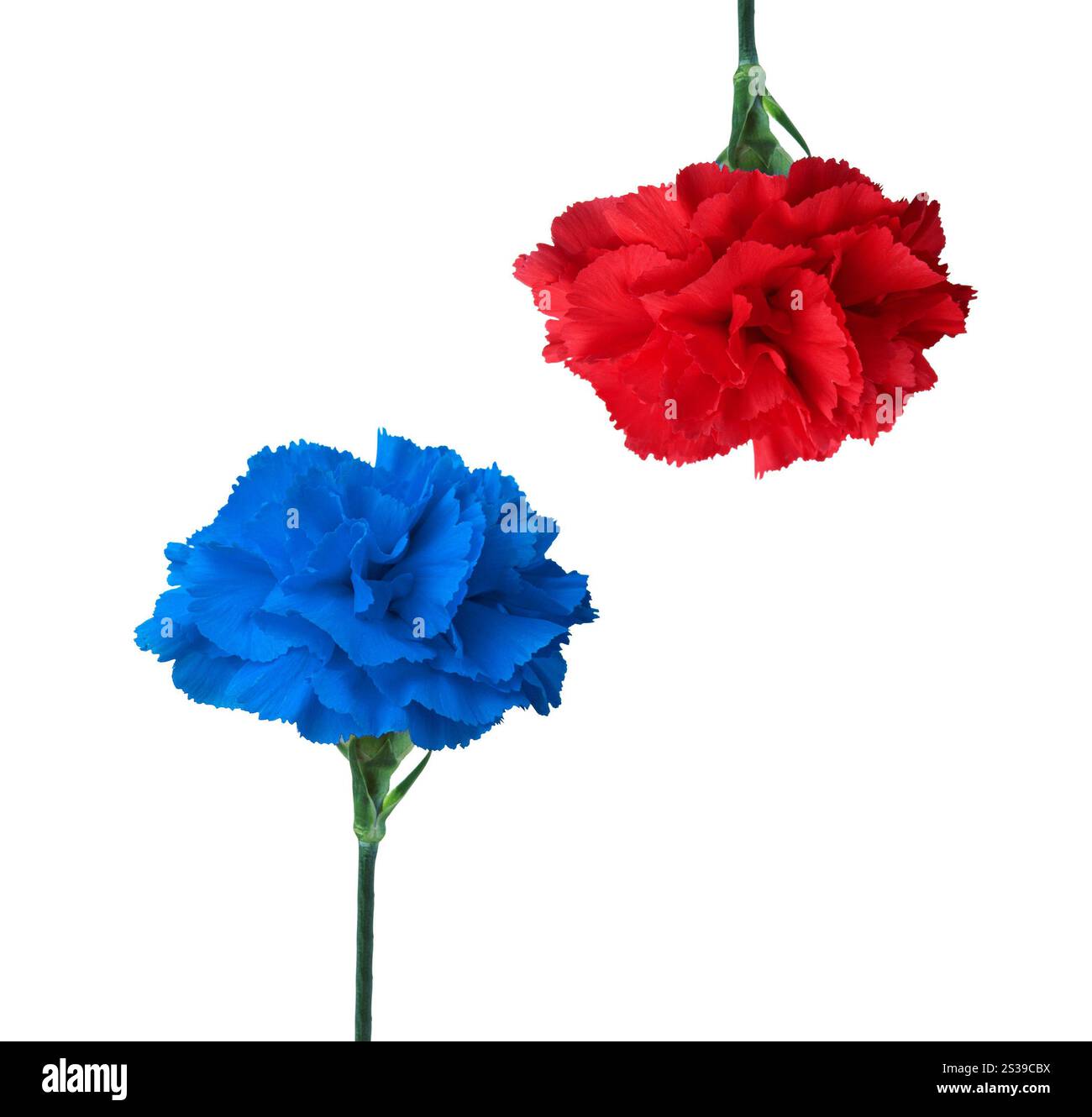 Blaue und rote Blume isoliert auf weiß. Blaue und rote Blume Stockfoto
