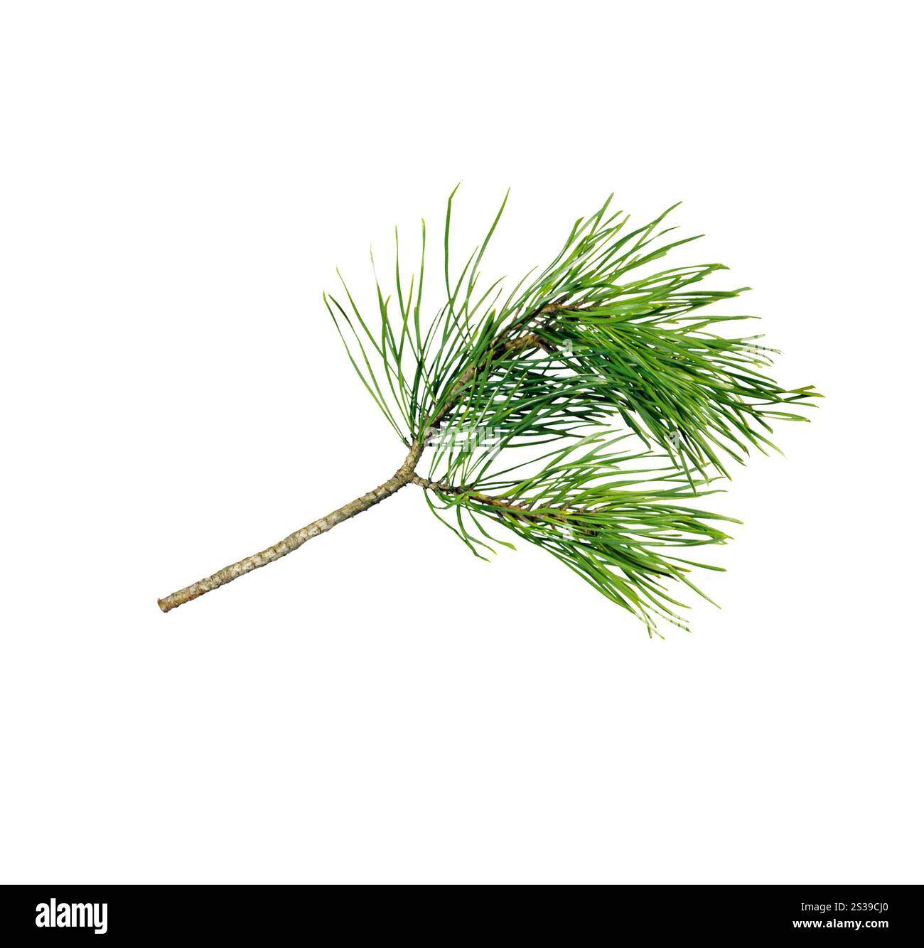 Fir Tree Branch auf Weiß isoliert Stockfoto