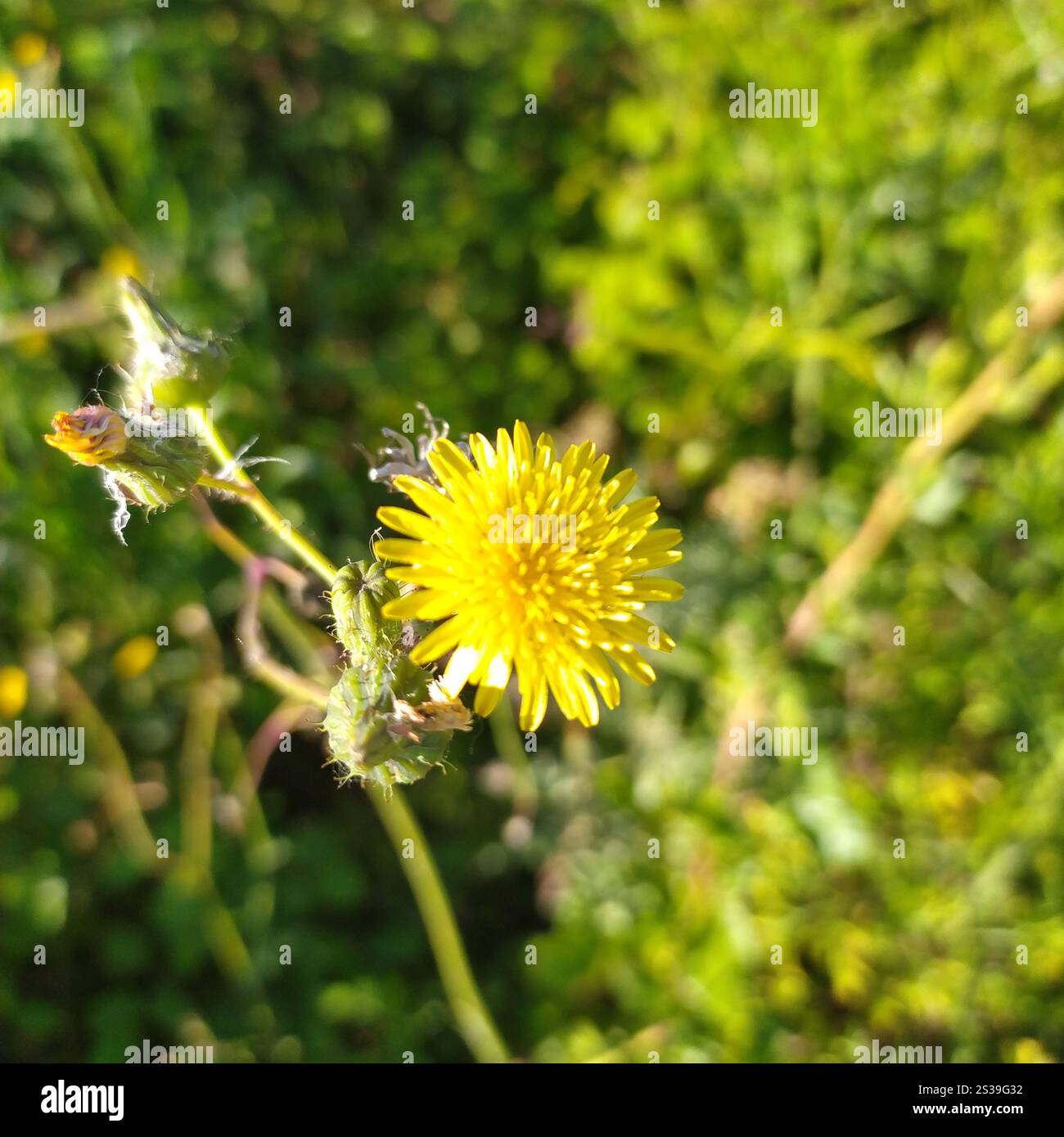 Ein detaillierter Blick auf eine leuchtend gelbe Blume, die sich in einem grünen Grasfeld erhebt und ihre zarten Blütenblätter und das komplizierte Zentrum zeigt. Im Mittelpunkt steht Stockfoto