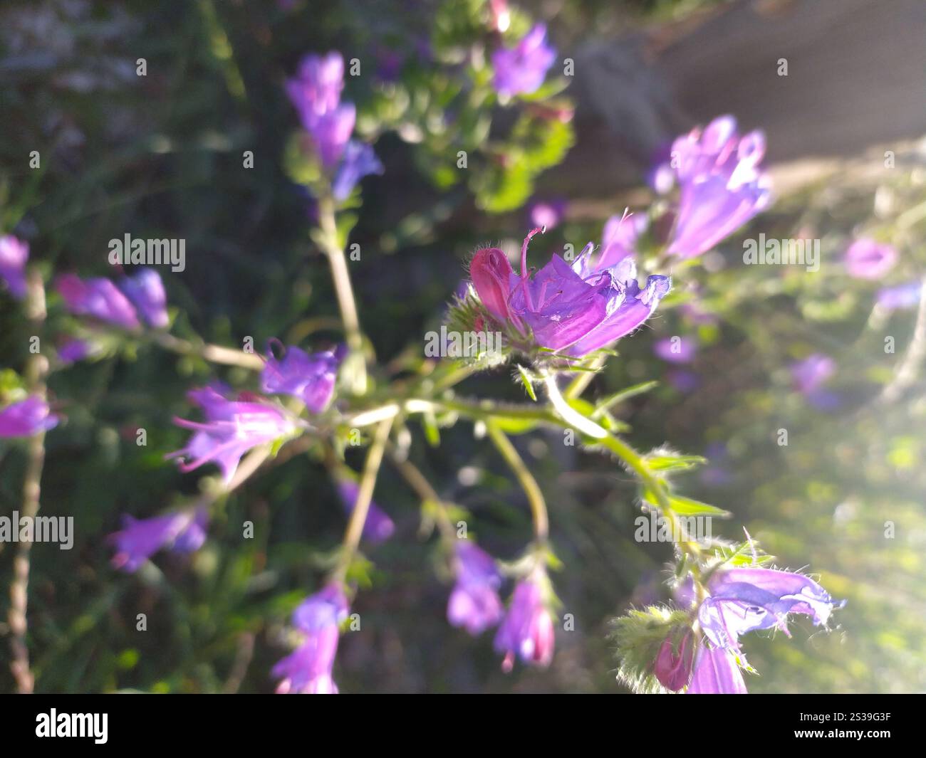 Ein detaillierter Blick auf leuchtend violette Blüten, die auf einem Feld wachsen und die zarten Blütenblätter und die satte Farbe vor dem grünen Laub zeigen. Nahaufnahme von Stockfoto