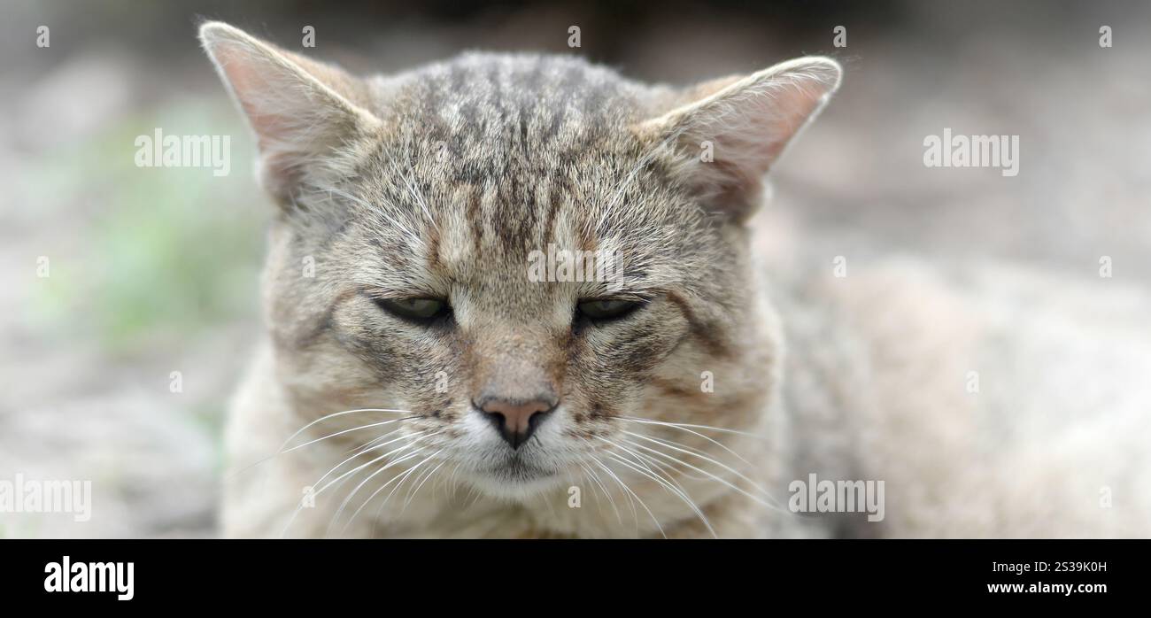 Mündungsporträt einer grau gestreiften Tabbykatze mit grünen Augen, selektiver Fokus. Trauriges Stimmungskonzept. Trauriges Mündungsporträt einer grau gestreiften Tabbykatze mit Stockfoto