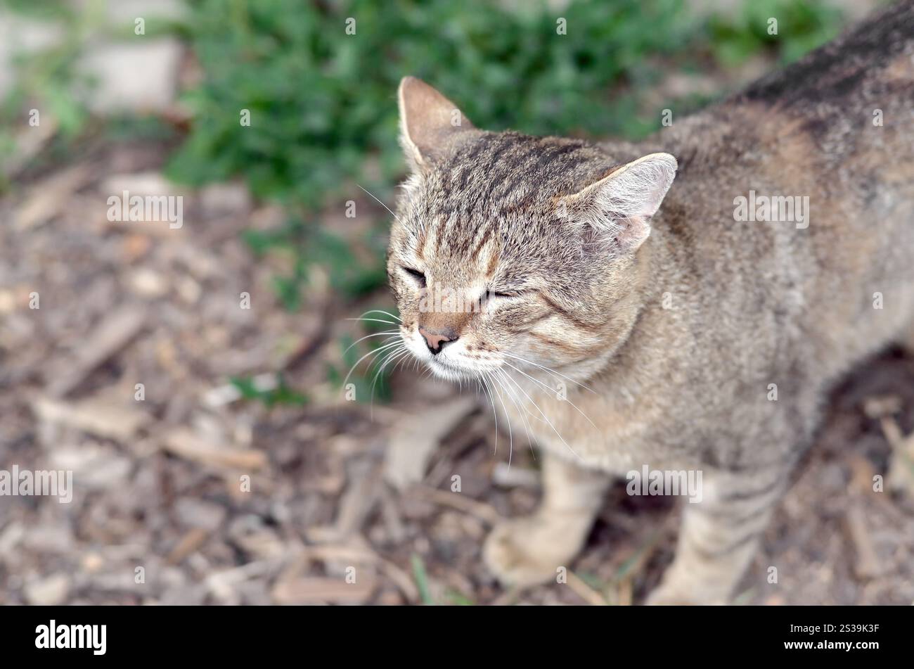 Mündungsporträt einer grau gestreiften Tabbykatze mit grünen Augen, selektiver Fokus. Trauriges Stimmungskonzept. Trauriges Mündungsporträt einer grau gestreiften Tabbykatze mit Stockfoto