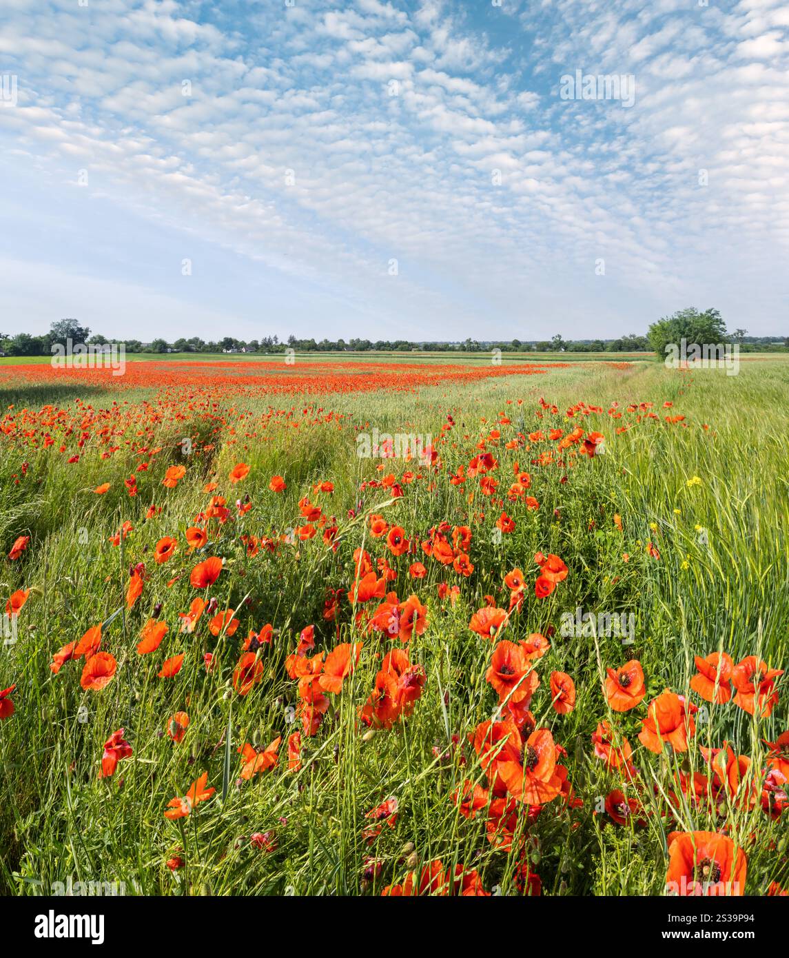 Wunderschöne ukrainische Landschaft Frühlingslandschaft mit Weizenfeld und roten Mohnblumen, Ukraine, sonniger Tag, blauer Himmel mit Wolken. Stockfoto