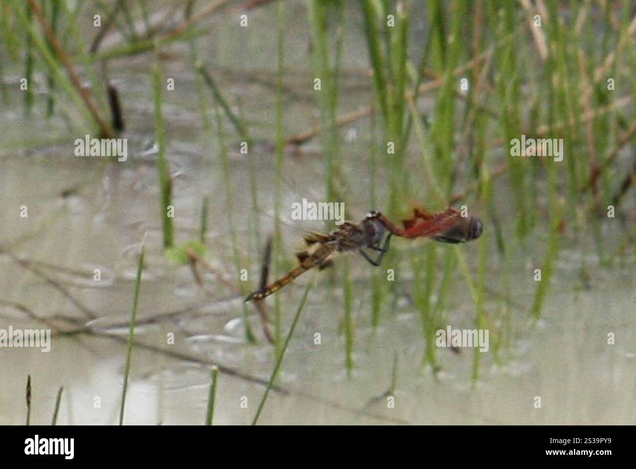 Schlüssellochgleiter (Tramea basilaris) Stockfoto