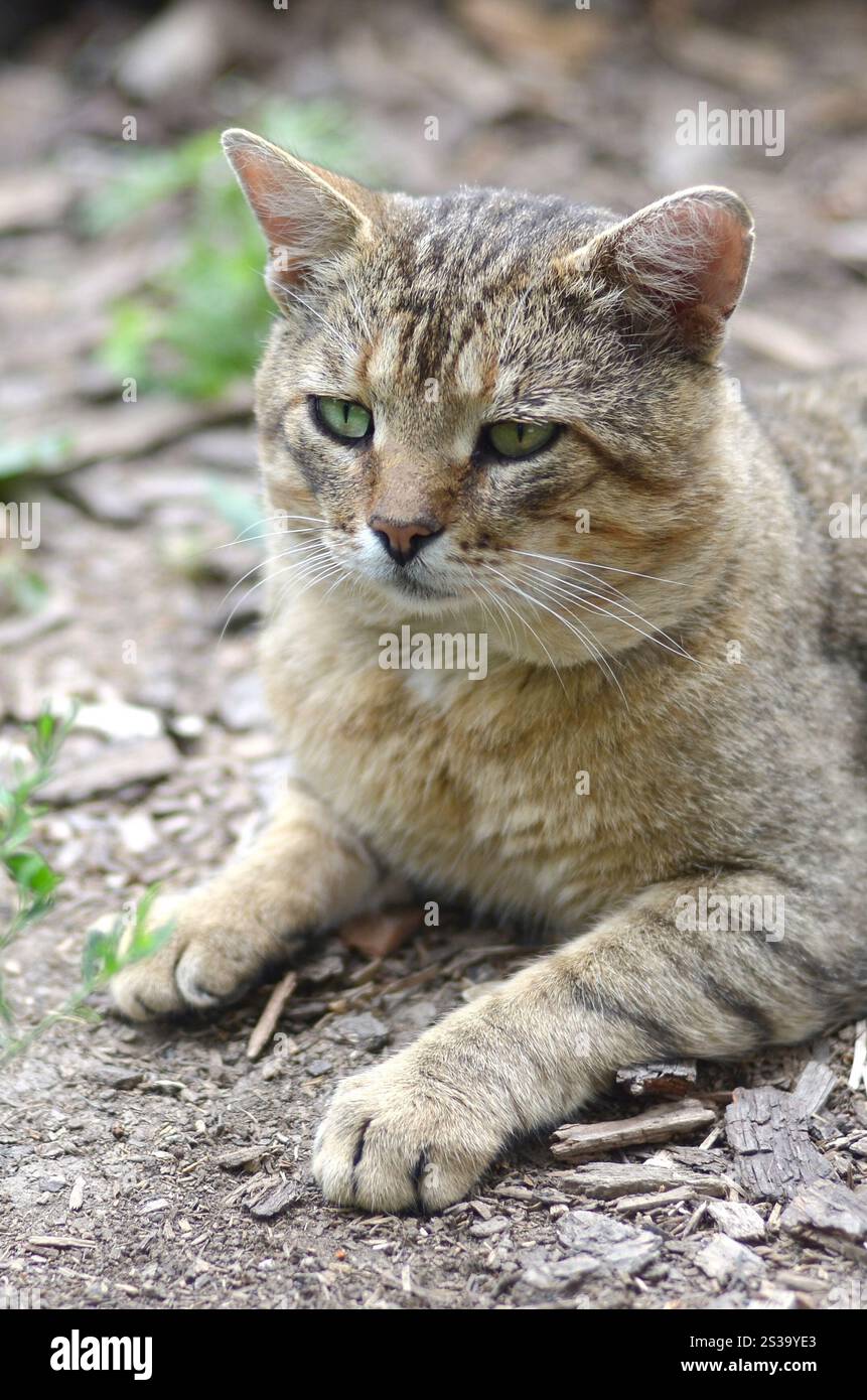 Mündungsporträt einer grau gestreiften Tabbykatze mit grünen Augen, selektiver Fokus. Trauriges Stimmungskonzept. Trauriges Mündungsporträt einer grau gestreiften Tabbykatze mit Stockfoto