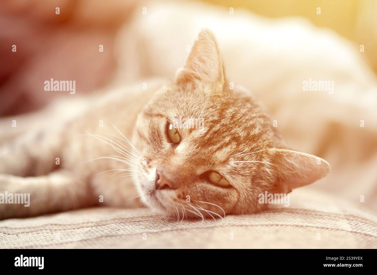 Nahaufnahme einer traurigen und faulen Tabbykatze, die abends auf der Couch im Freien mit selektivem Fokus schläft. Haustierhaltung auf weichem Sofa. Nahaufnahme eines traurigen Stockfoto