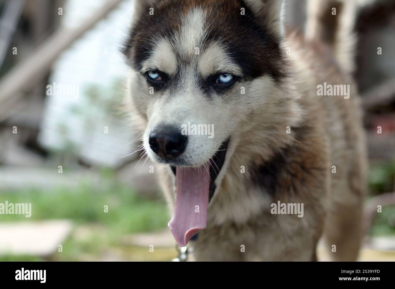 Husky-Hund gähnt vor den Sonnenstrahlen. Verschlafener Hund lustige Gähnen mit weit geöffnetem Mund und langer Zunge draußen. Verschlafener Husky-Hund lustige Gähne mit weit geöffnetem Stockfoto