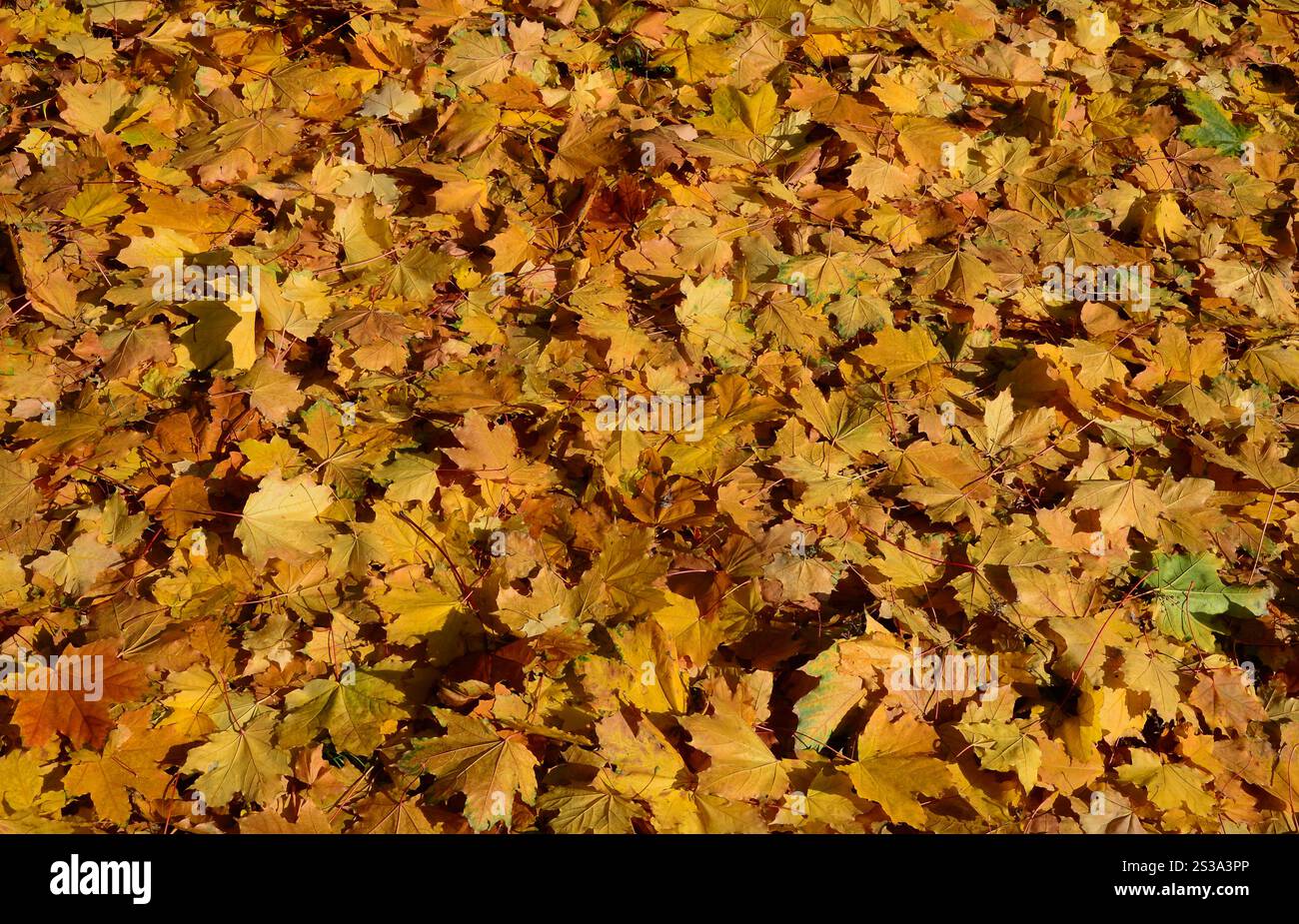 Bunter Hintergrund Bild des gefallenen Herbst Blätter perfekt für den saisonalen Einsatz Stockfoto