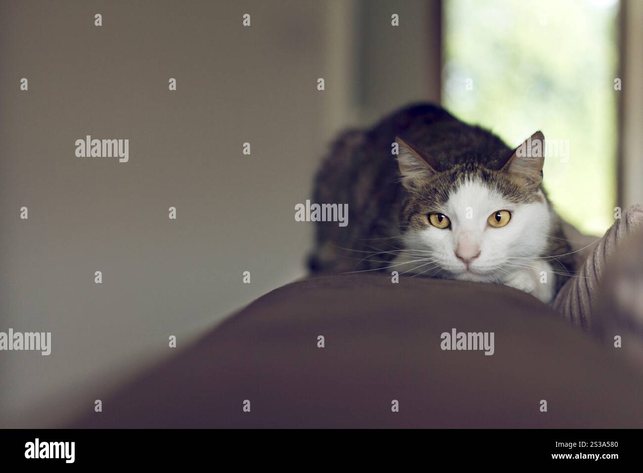 Die Katze starrt und liegt auf dem Rand einer Couch Stockfoto