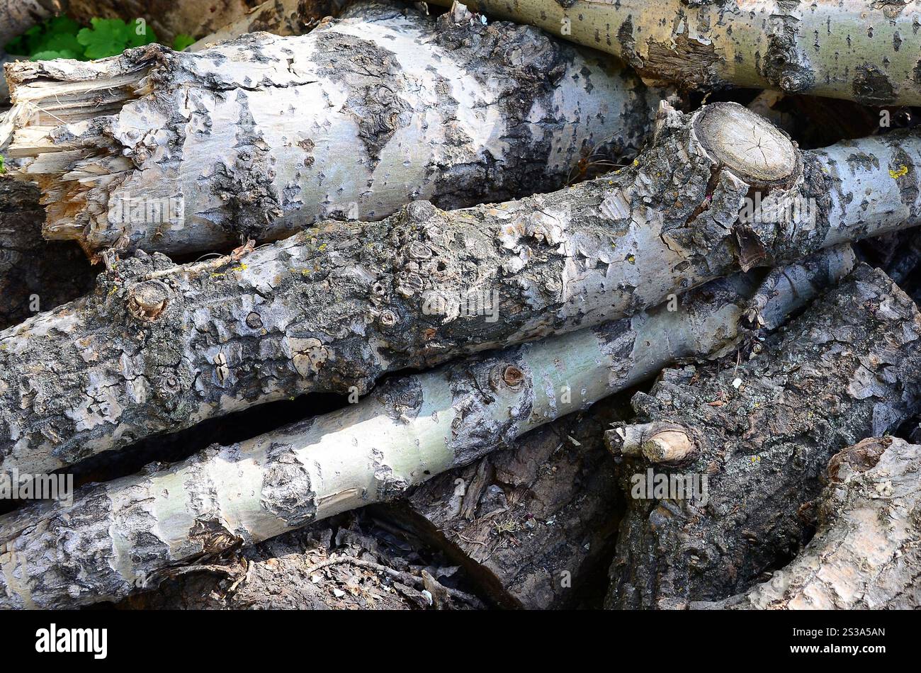 Nahaufnahme von Brennholz aus alter Pappel mit rauer weißer Rinde. Fällen von Bäumen. Nahaufnahme von Brennholz aus alter Pappel mit rauer weißer Rinde Stockfoto