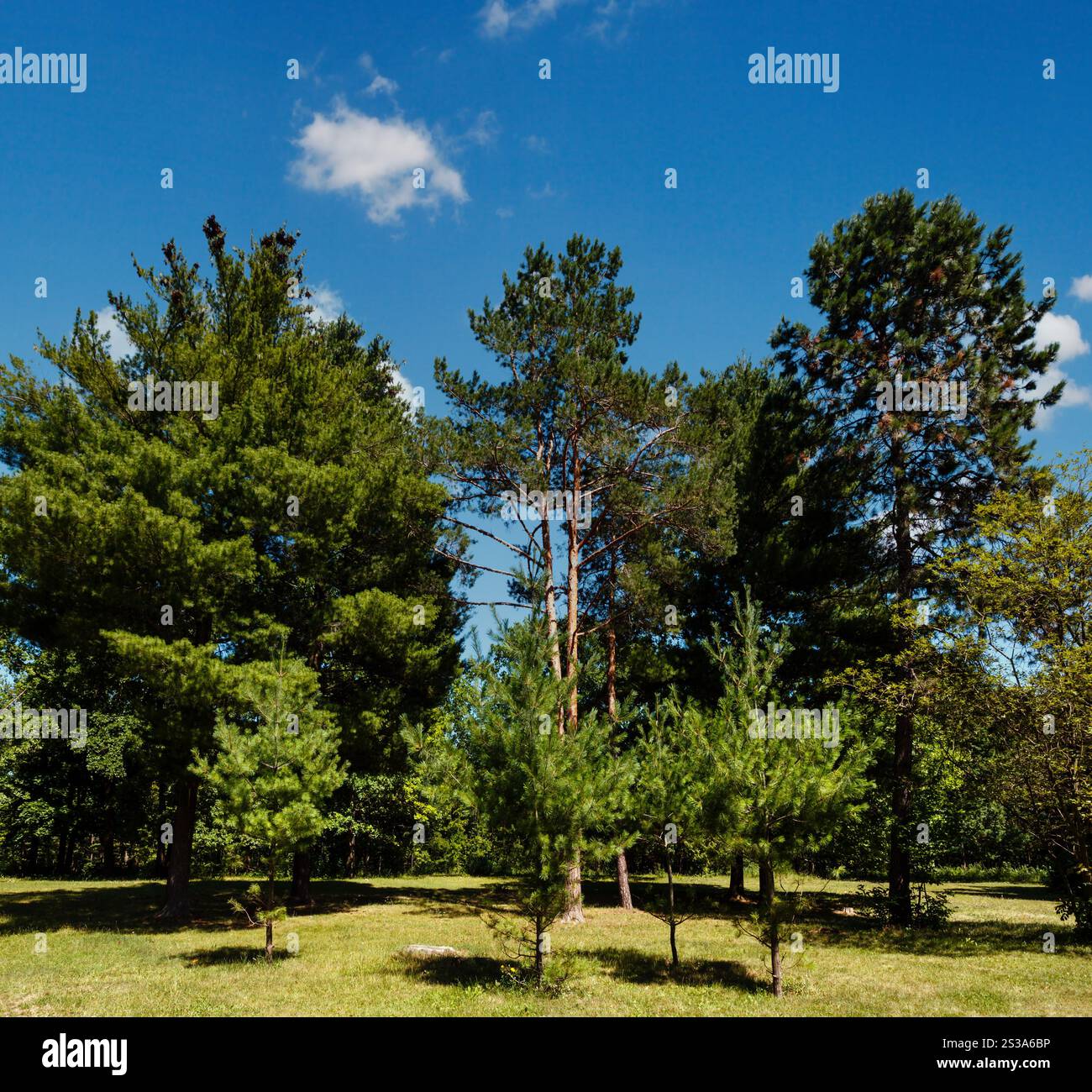 Pinien Grove in einem vorstädtischen Umgebung im Sommer Wiese grün Grassy Park. Stockfoto