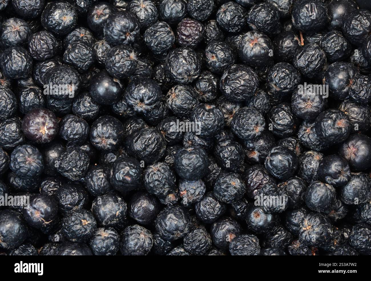 Aronia Beeren Hintergrund. Schwarze Aronia- oder Aronia-Beeren, können zur Herstellung von Wein, Marmelade, Sirup, Saft, weichen Aufstrichen, Tee, Salsa, Extrakte Stockfoto