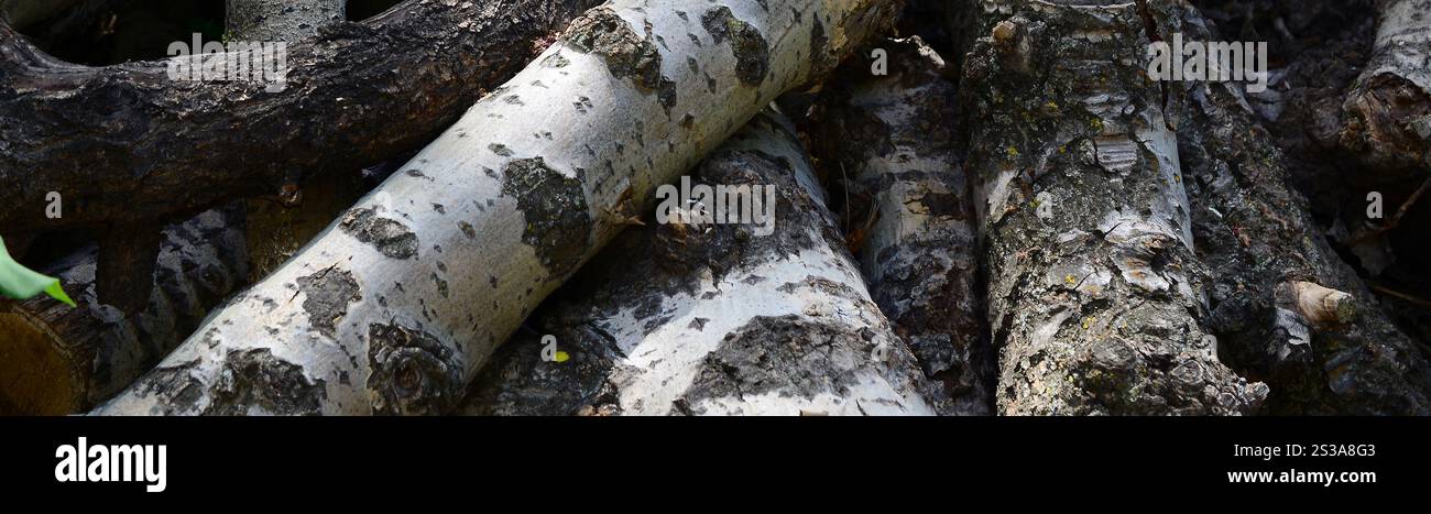 Nahaufnahme von Brennholz aus alter Pappel mit rauer weißer Rinde. Fällen von Bäumen. Nahaufnahme von Brennholz aus alter Pappel mit rauer weißer Rinde Stockfoto