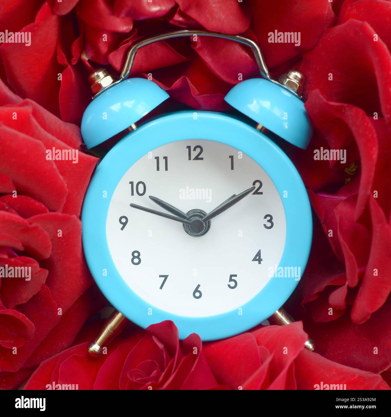 Kleiner süßer blauer Wecker umgeben von roten Rosenköpfen. Romantische Szene und Zeit für Liebe Konzept. Kleiner süßer blauer Wecker umgeben von Rot Stockfoto