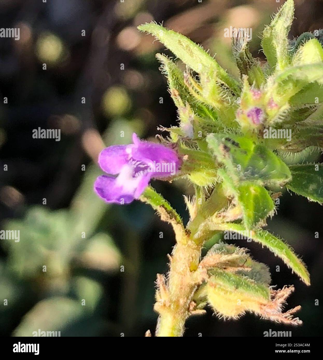 basilikum-Thymian (Clinopodium acinos) Stockfoto