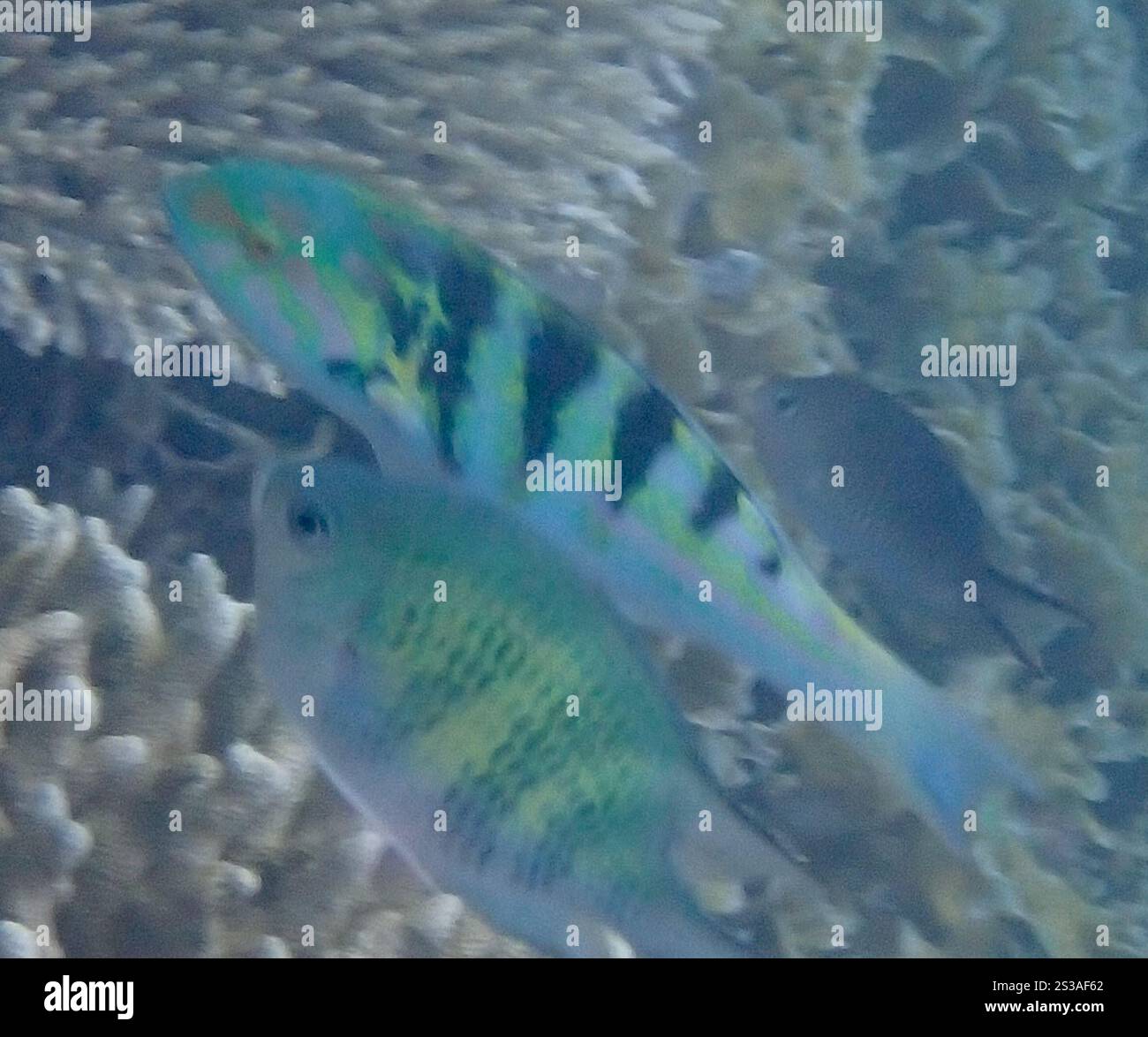 Sixbar Wrasse (Thalassoma Hardwicke) Stockfoto