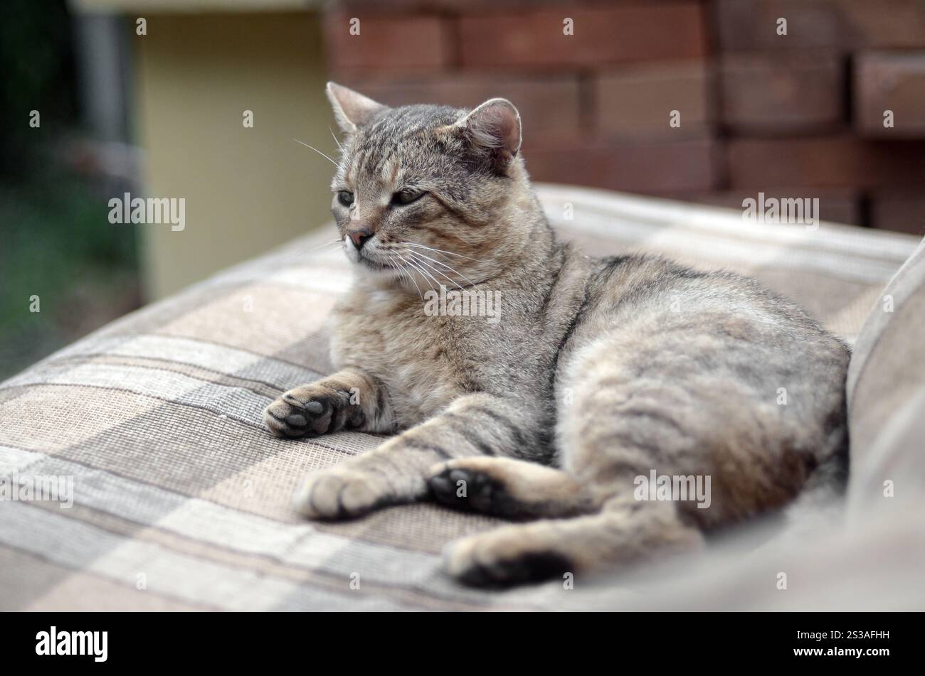 Mündungsporträt einer grau gestreiften Tabbykatze mit grünen Augen, selektiver Fokus. Trauriges Stimmungskonzept. Trauriges Mündungsporträt einer grau gestreiften Tabbykatze mit Stockfoto