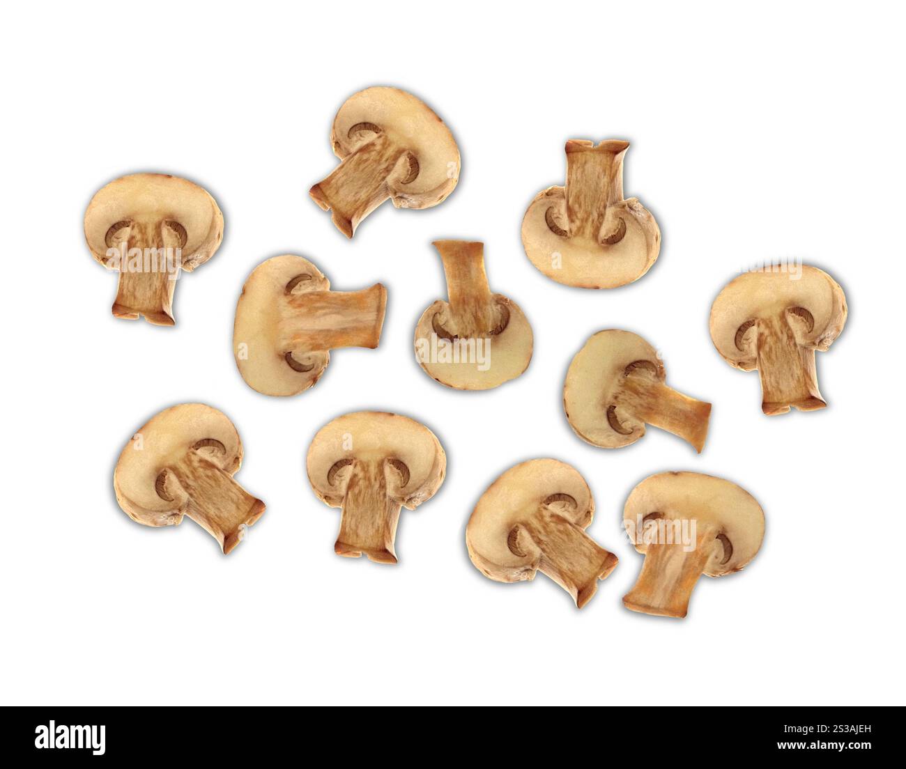 agaricus-Pilze isoliert auf weißem Hintergrund. agaricus-Pilze isoliert Stockfoto