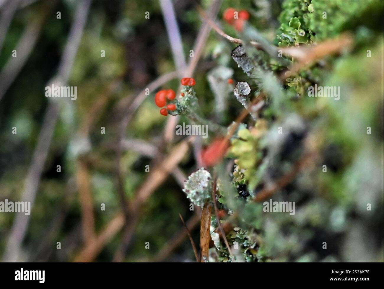 Britische Soldaten Flechten (Cladonia floerkeana) Stockfoto