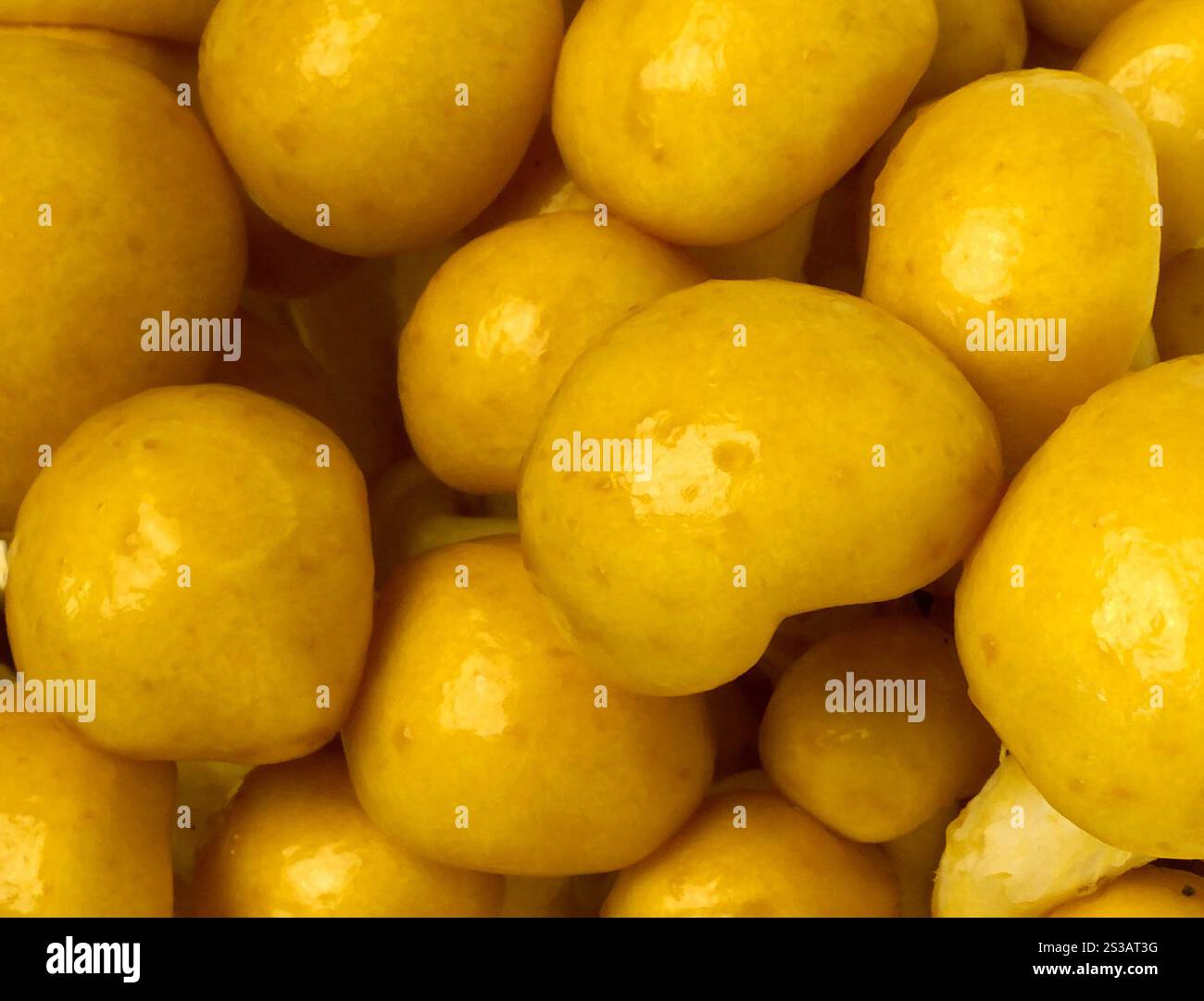 Mashroom-Textur isoliert auf weißem Hintergrund. Mashroom-Textur Stockfoto