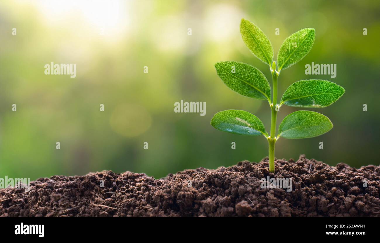 Eine detaillierte Ansicht einer Pflanze, die aus dem Boden sprießt und den natürlichen Wachstumsprozess zeigt. Stockfoto
