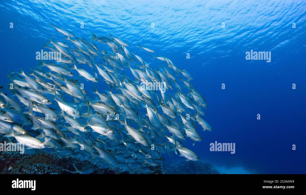 Eine große Schule kleiner, silbriger Fische schwimmt zusammen in einer engen Formation im blauen Ozean. Die Fische sind von unten gesehen, mit ihren Körpern ausgerichtet Stockfoto