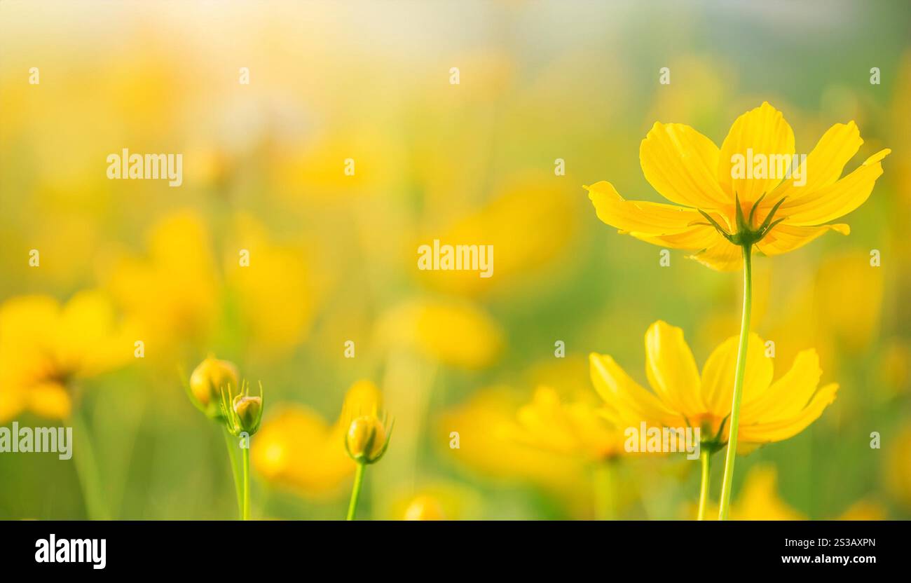 Ein detaillierter Blick auf eine leuchtend gelbe Blume, die sich in einem grünen Grasfeld erhebt und ihre zarten Blütenblätter und das komplizierte Zentrum zeigt. Im Mittelpunkt steht Stockfoto