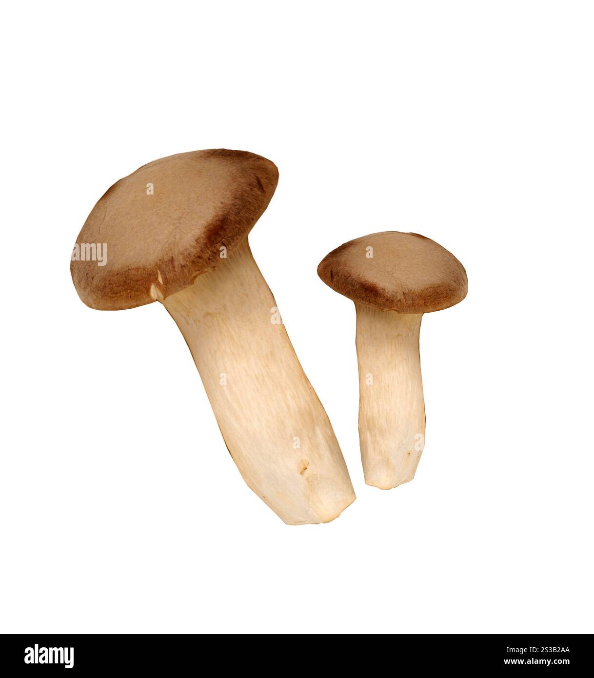 agaricus-Pilze isoliert auf weißem Hintergrund. agaricus-Pilze Stockfoto