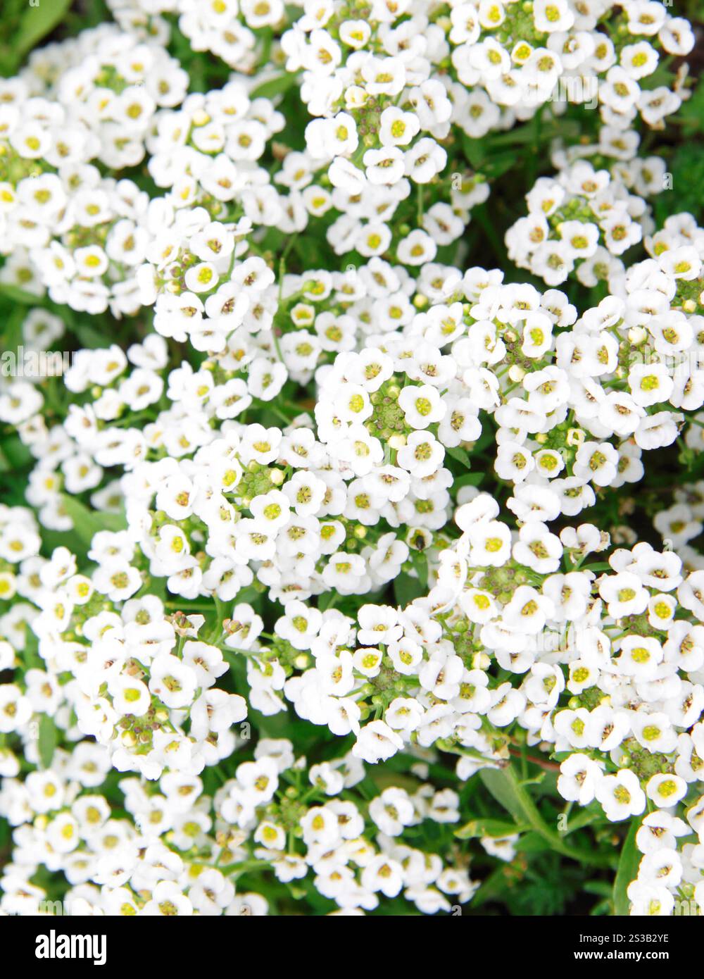 Weiße Blumen Nahaufnahme Hintergrund. Weiße Blüten nah heran Stockfoto