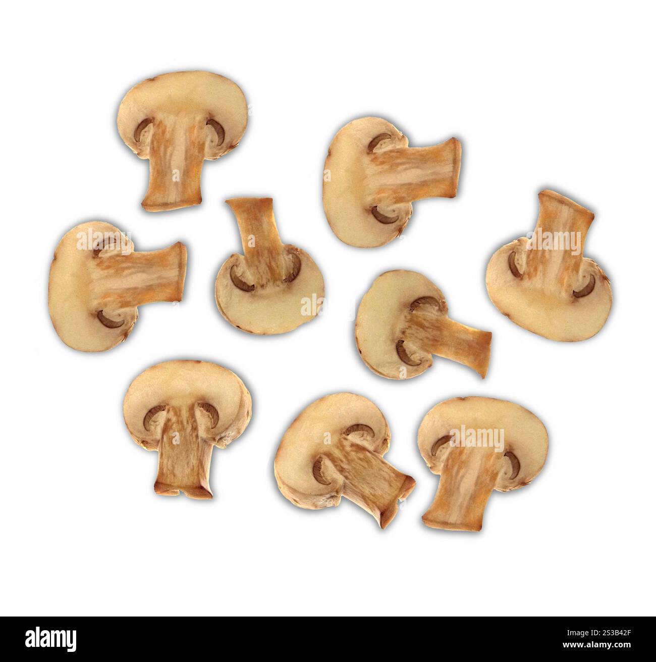 agaricus-Pilze isoliert auf weißem Hintergrund. agaricus-Pilze isoliert Stockfoto