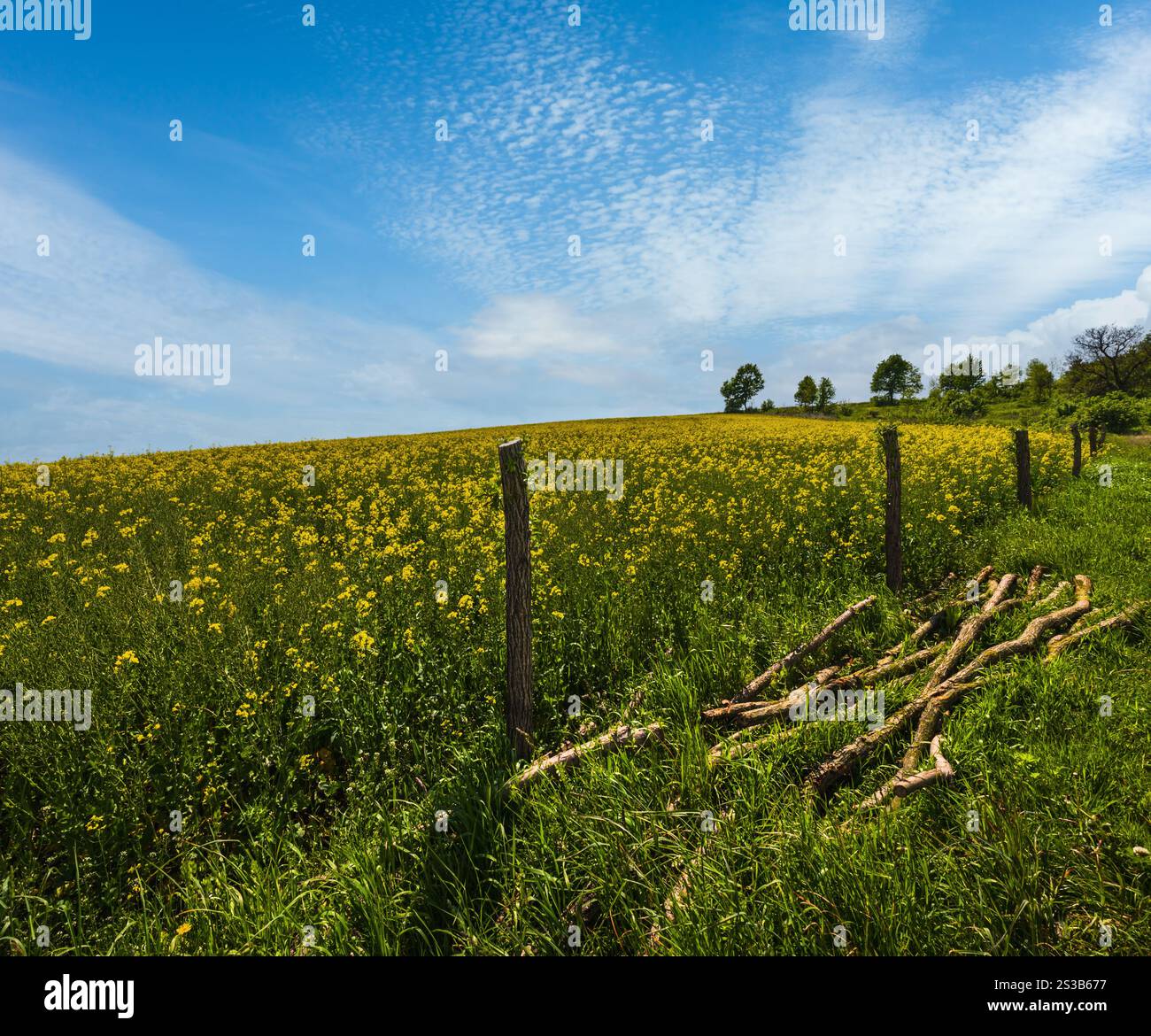 Frühlingsrapssaat gelb blühende Felder, blauer Himmel mit Wolken und Sonnenschein. Natürliche Saison, gutes Wetter, Klima, Öko, Landwirtschaft, auf dem Land Stockfoto