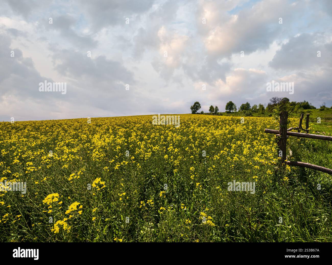 Frühlingsrapssaat gelb blühende Felder, blauer Himmel mit Wolken und Sonnenschein. Natürliche Saison, gutes Wetter, Klima, Öko, Landwirtschaft, auf dem Land Stockfoto