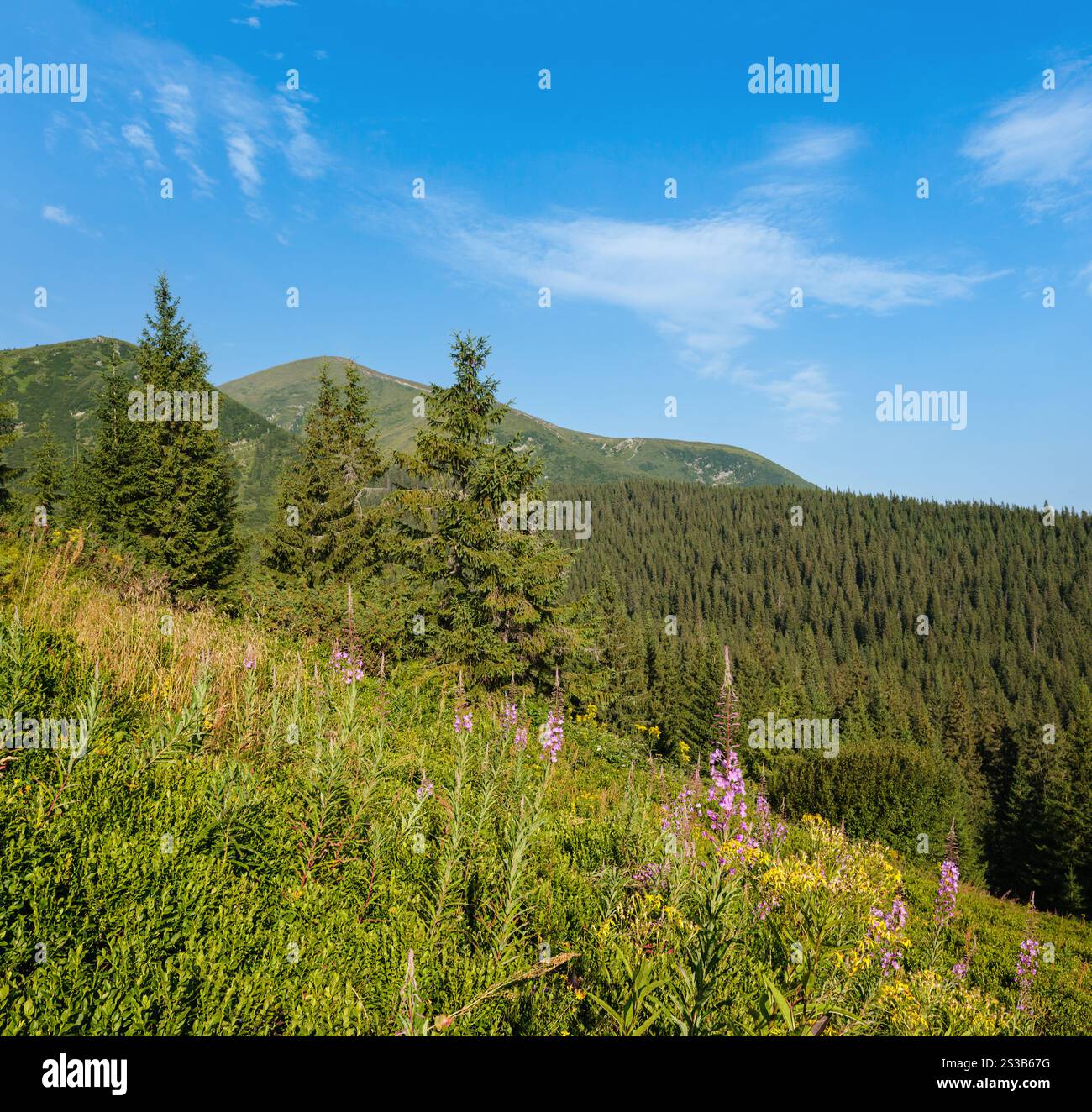Rosa blühende Sally und gelbe Hypericum Blüten am Sommerberghang. Tschornohora Kamm, Karpaten Berge, Ukraine. Stockfoto Rosa blühende Sally und gelbe Hypericum Blüten am Sommerberghang. Tschornohora Kamm, Karpaten Berge, Ukraine. Stockfoto