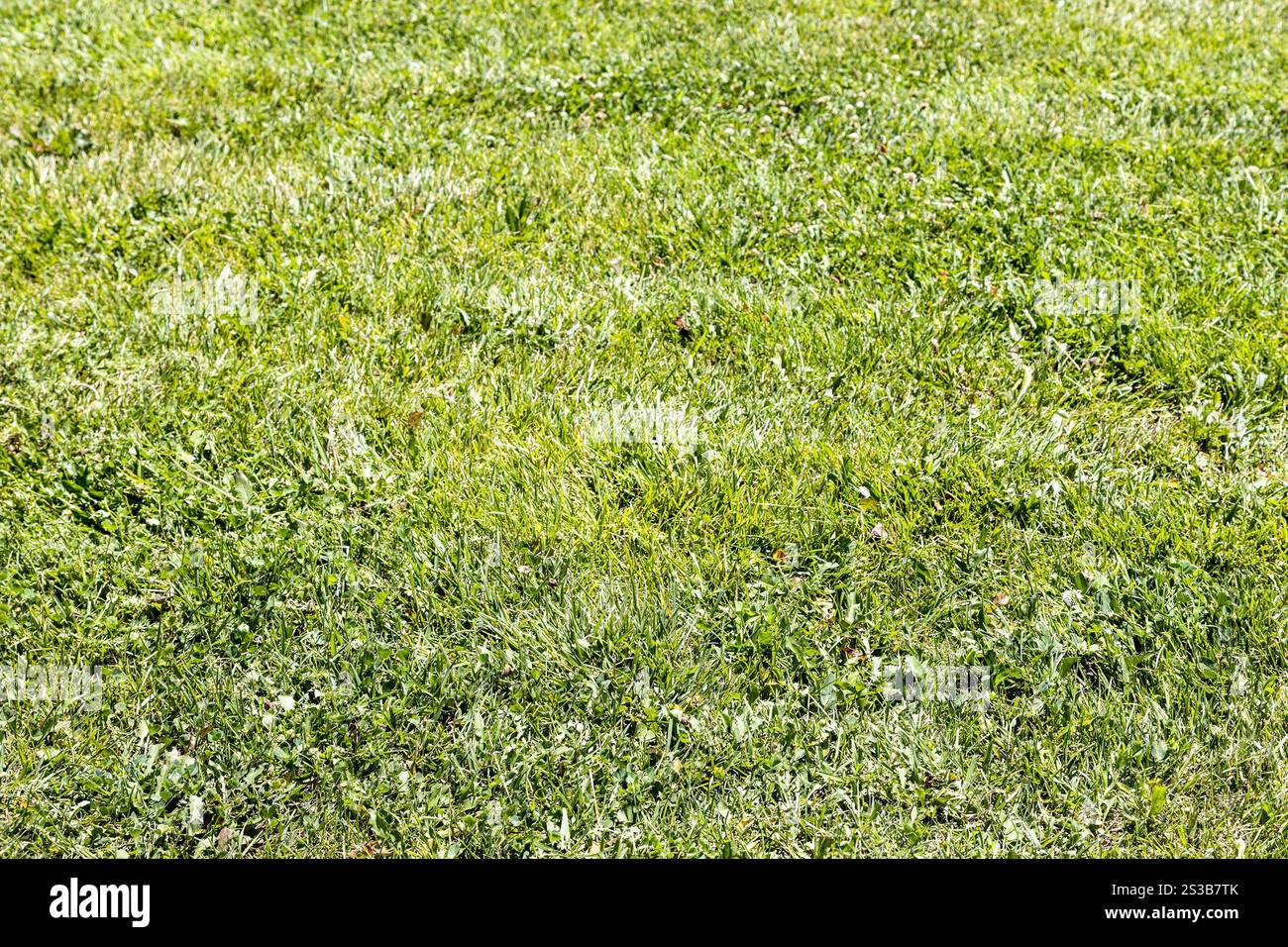 Mähen Sie Gras auf grünem Rasen in Etchmiadzin, Armenien an sonnigen Sommertagen Stockfoto