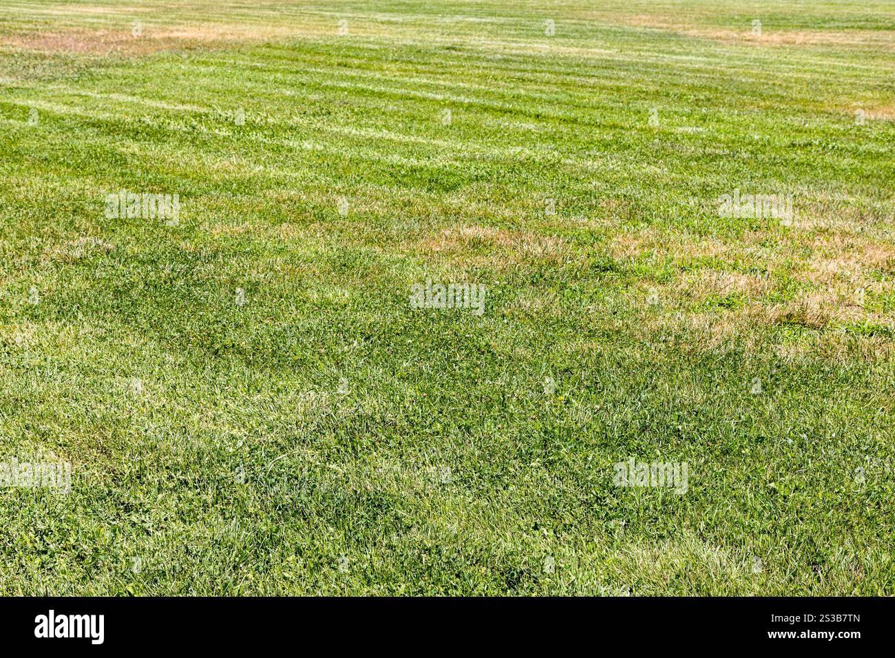 Gemähter grüner Rasen mit gelben Flecken getrockneten Grases in Etchmiadzin, Armenien an sonnigen Sommertagen Stockfoto